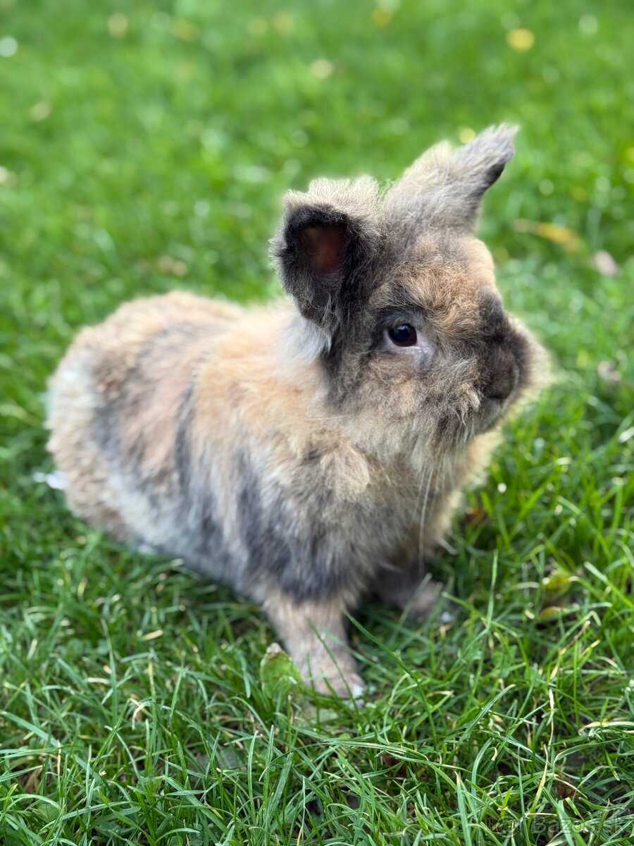 🐰 Predám zajačika Bunnyho – 3 roky, samec (s klietkou a nap
