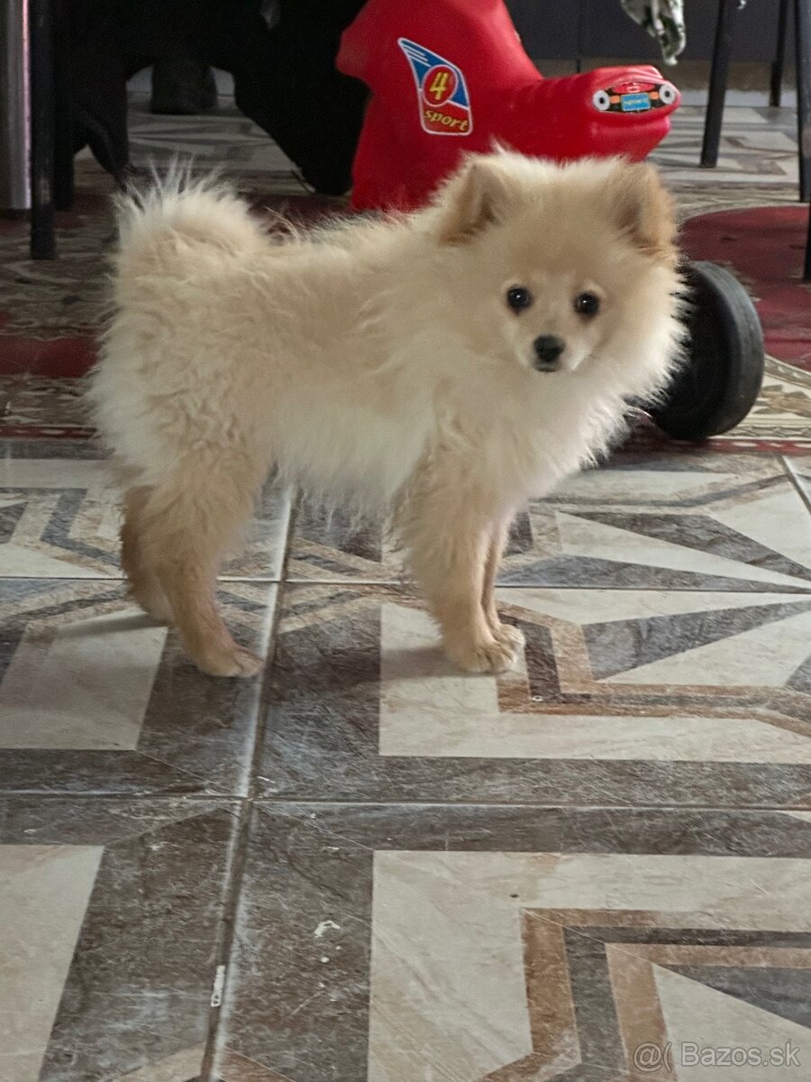 Pomeranian nemecký špic