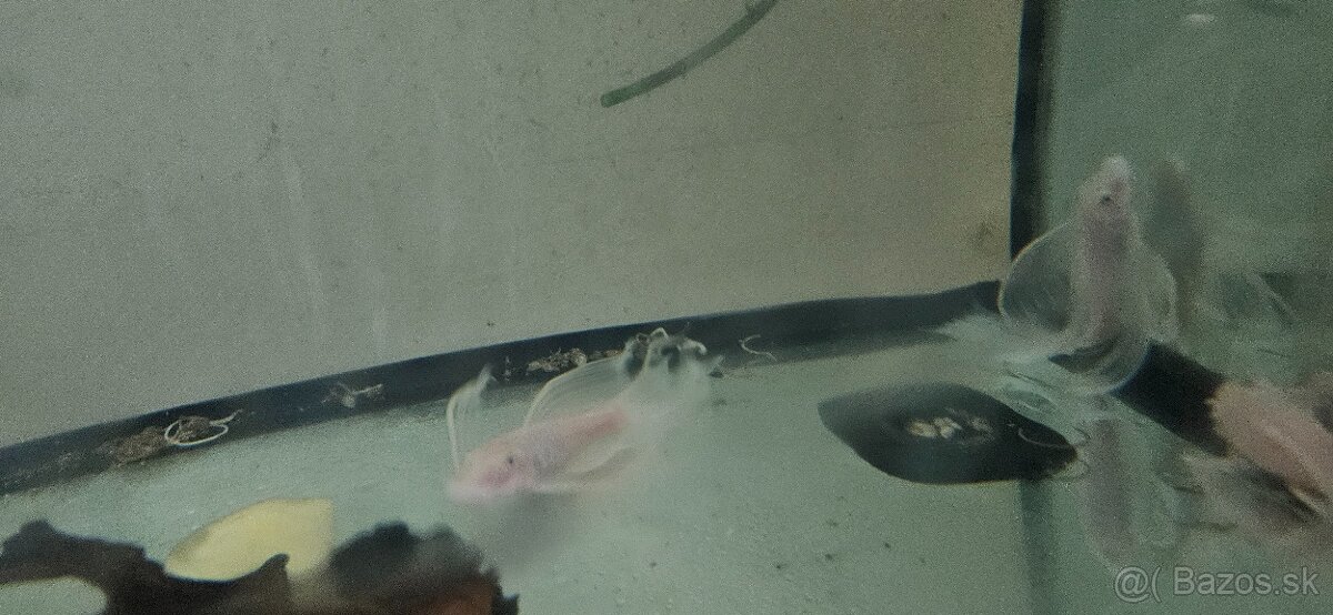 Prisavník snow white longfin