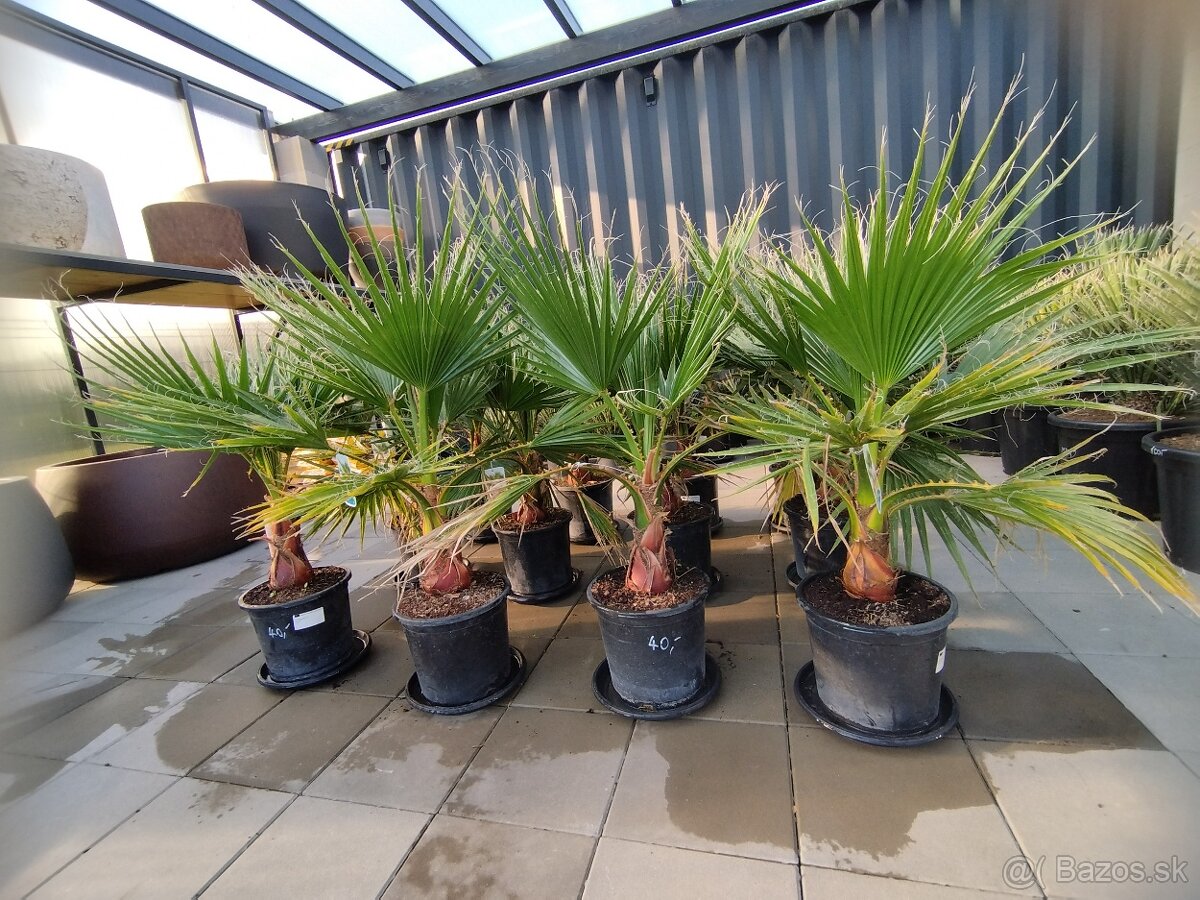 Washingtonia robusta