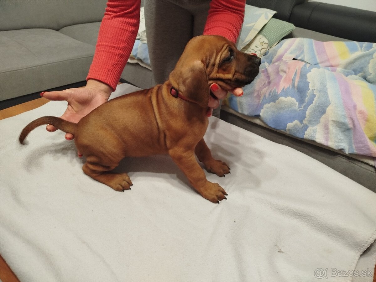 RHODESIAN RIDGEBACK