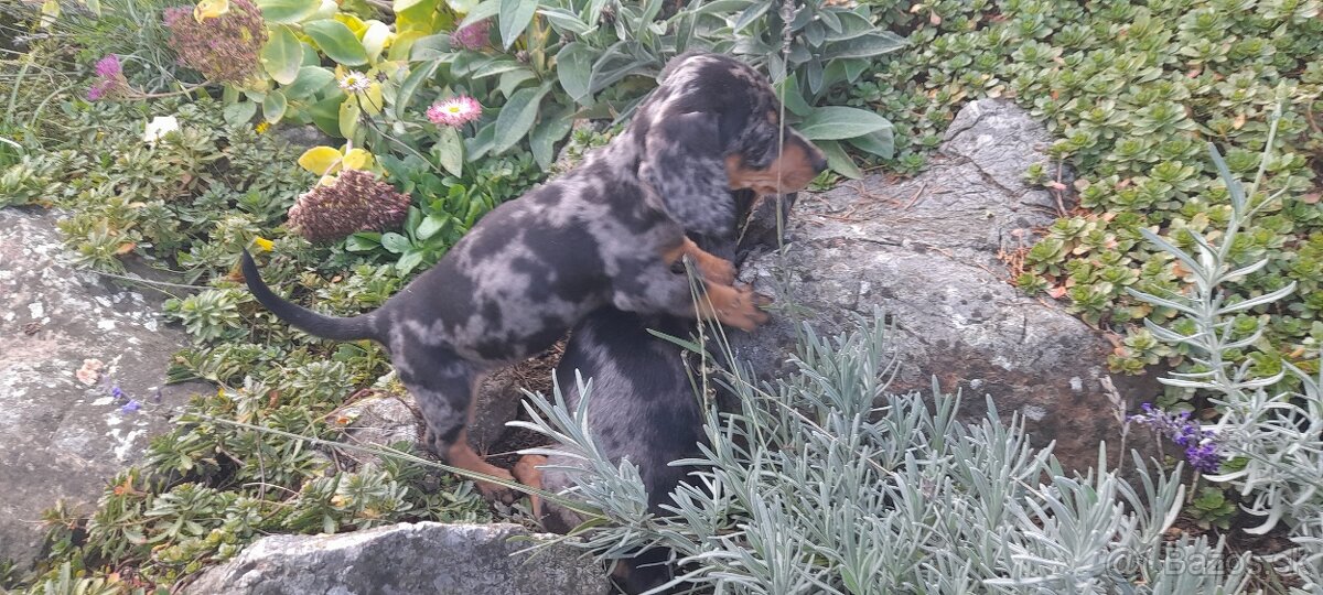 Jazvečík krátkosrstý merle