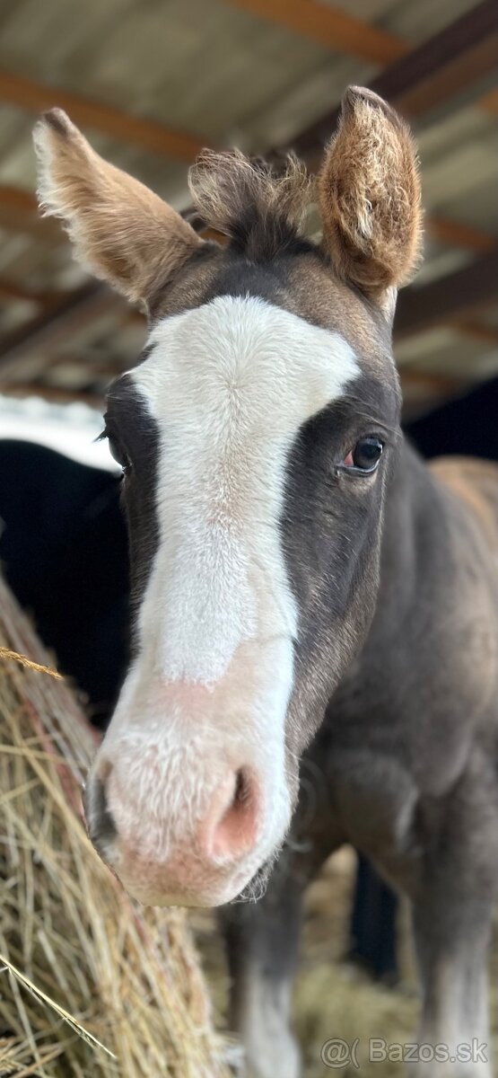 Zrebcek Aph   Buckskin overo/sabino
