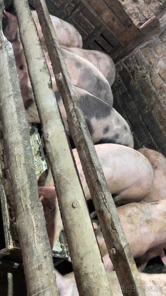 Jatočné ošípané