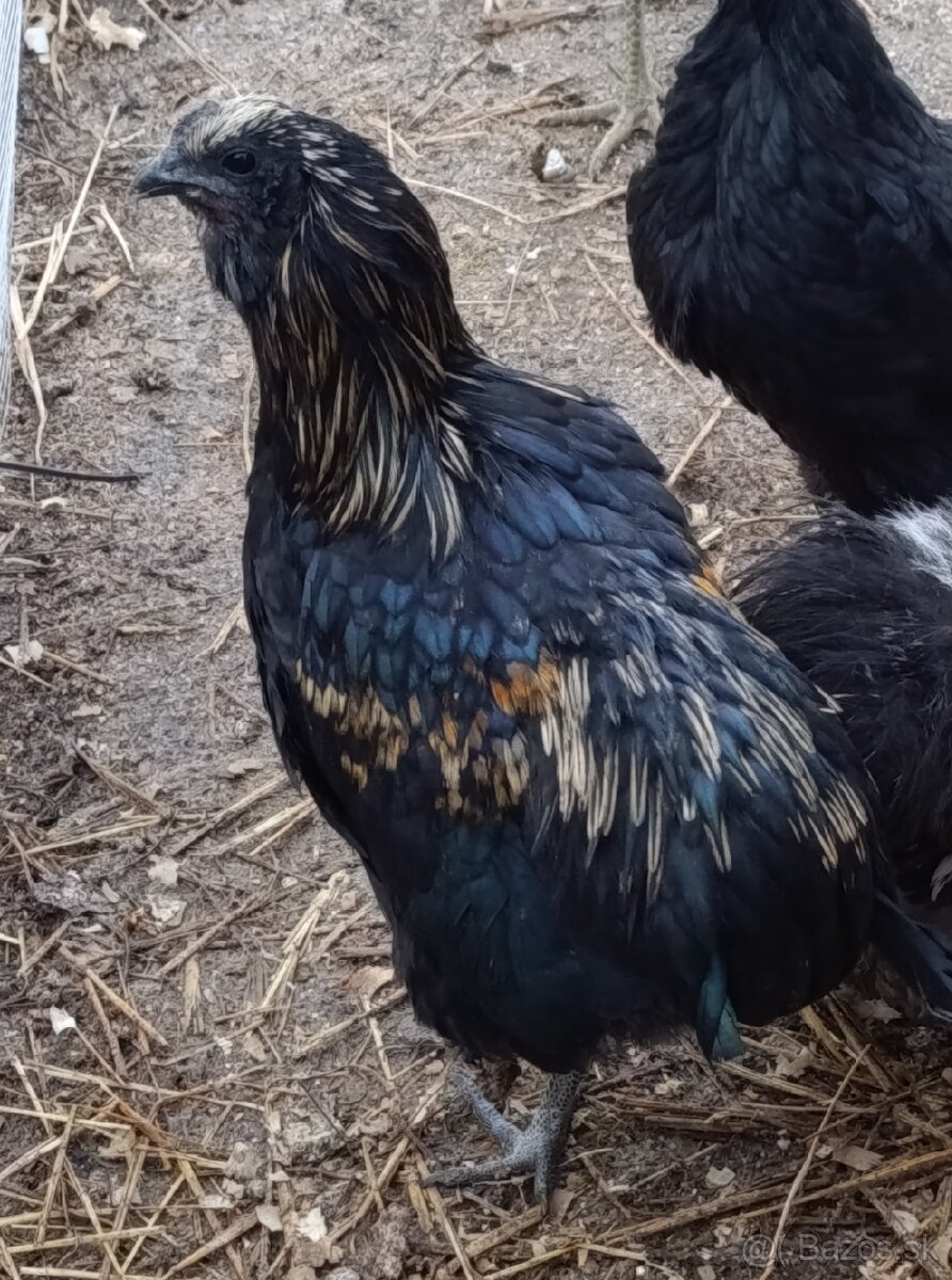 Araucana x ayam cemani