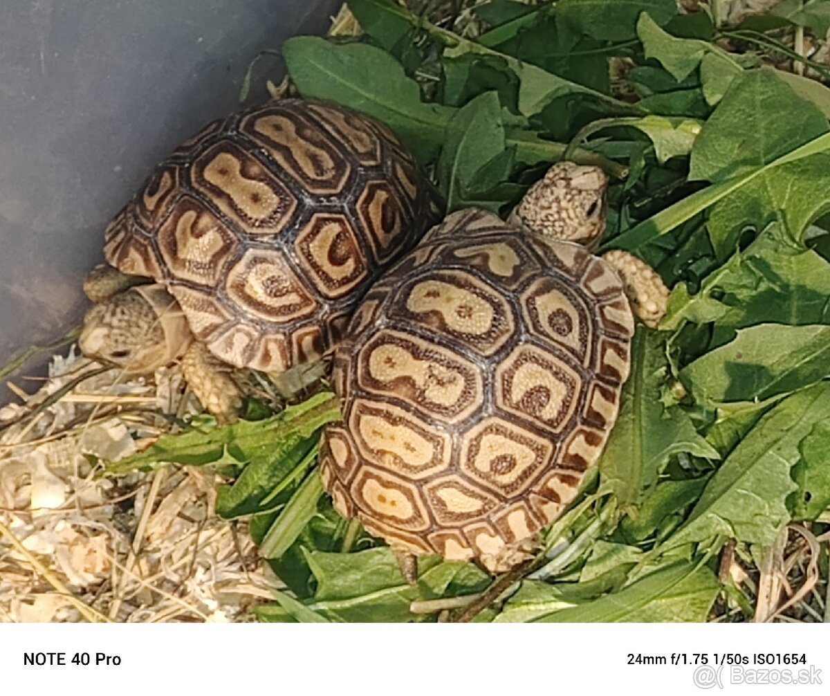 Ponúkam mláďatá korytnačky leopardej