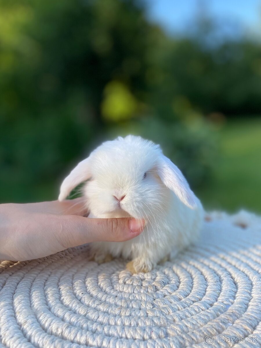 Mini Lop s VP