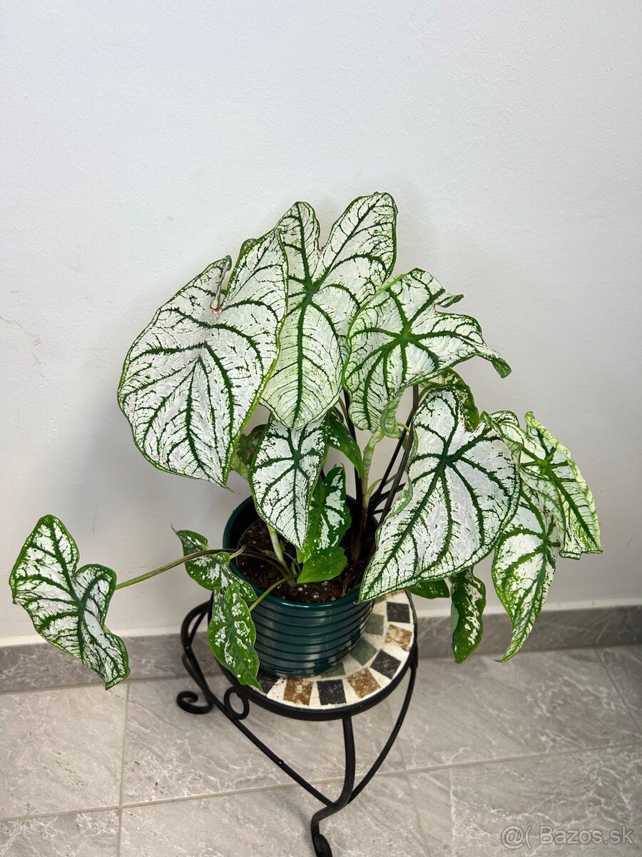 Caladium White Christmas