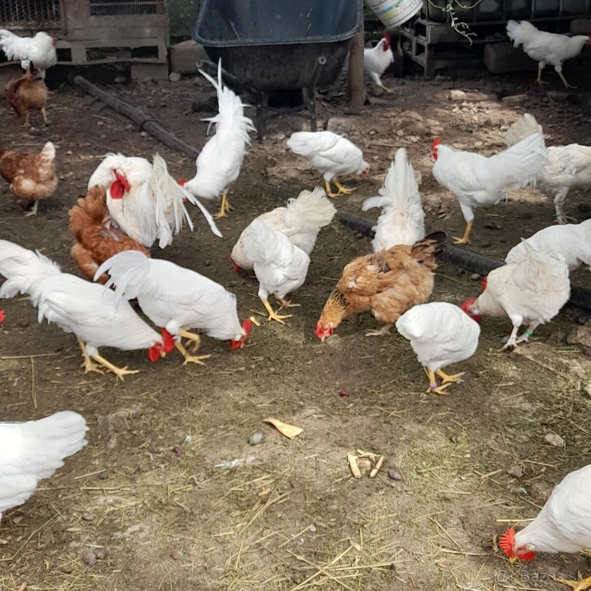 Leghorn biely.
