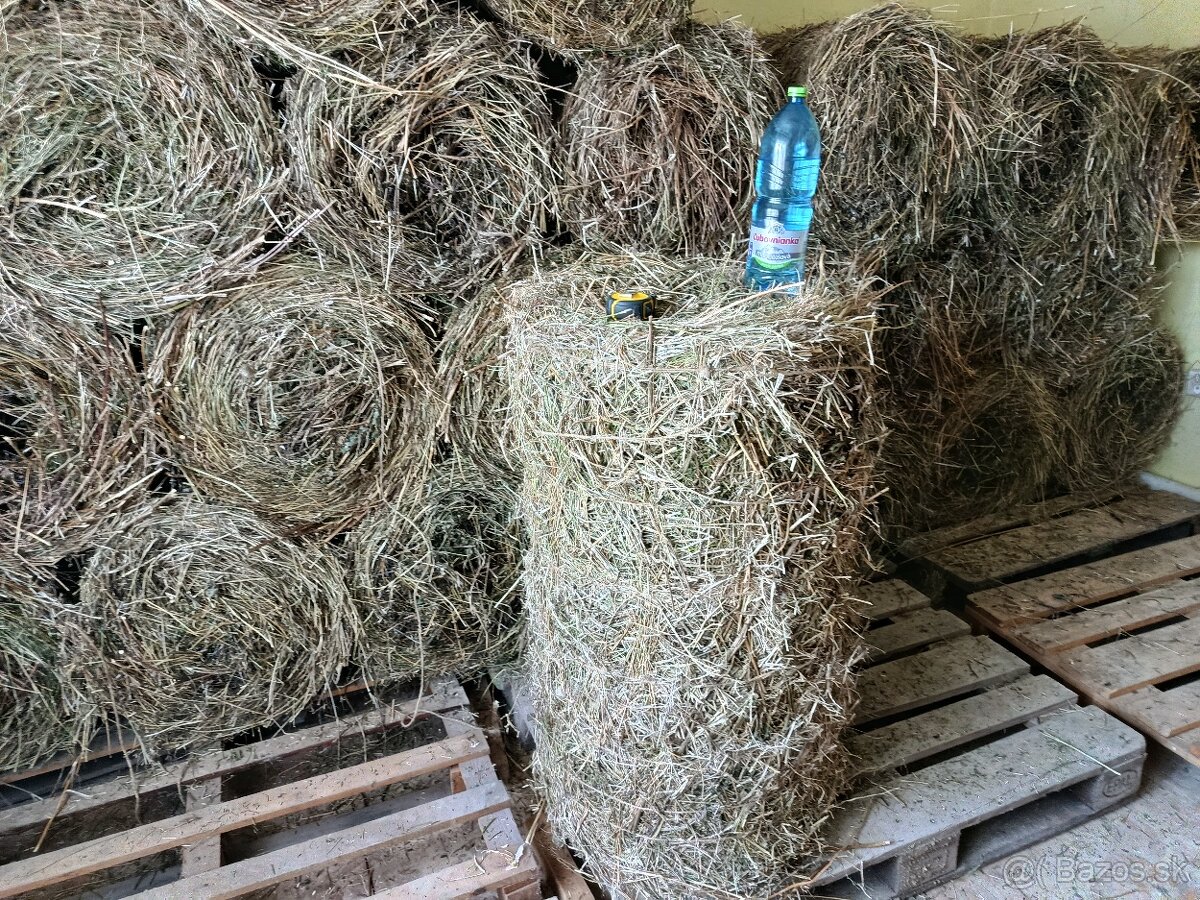 Seno lucerka