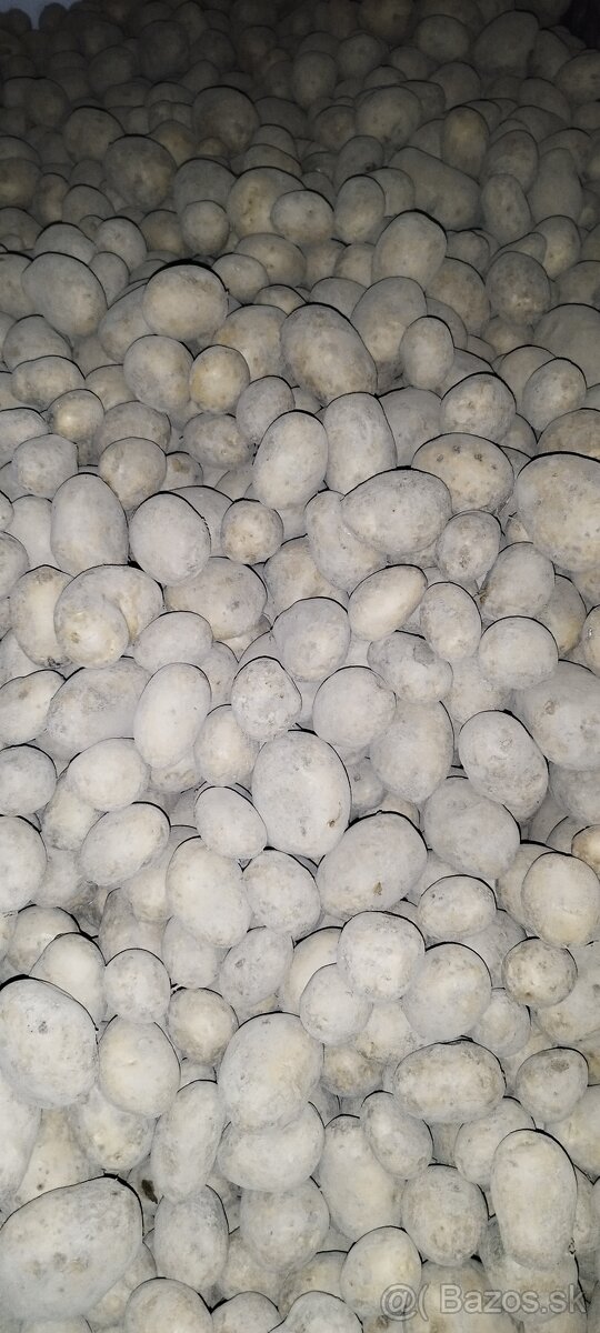 Predám domáce zemiaky