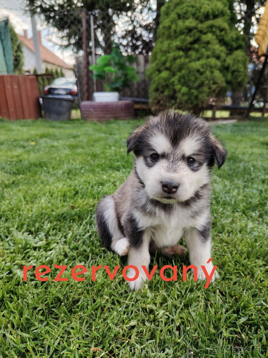 Predám šteniatko Mix husky/malamut. Odber možný od 4.mája Pr
