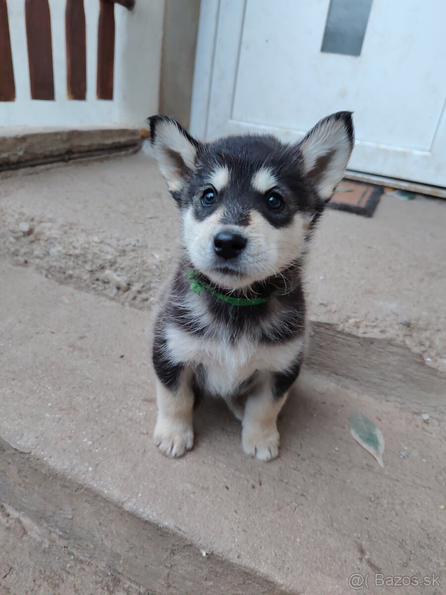 Predám šteniatko Mix husky/malamut. Odber možný od 4.mája Pr