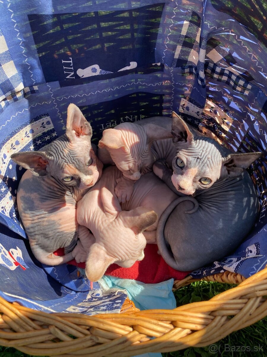 Sphynx