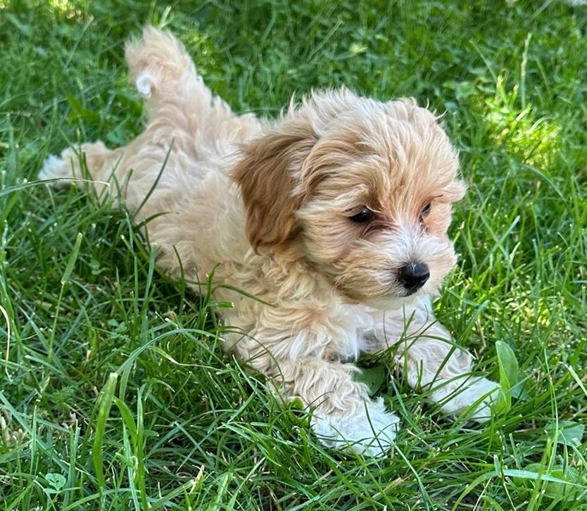 maltipoo