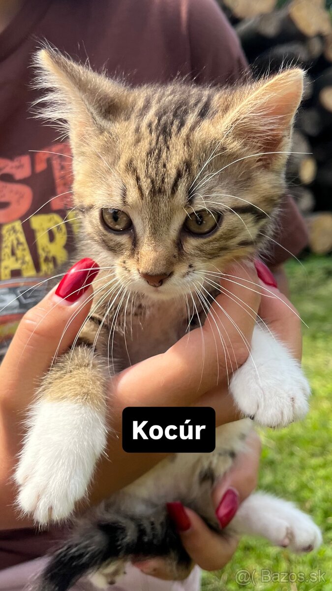 Darujeme mačiatka