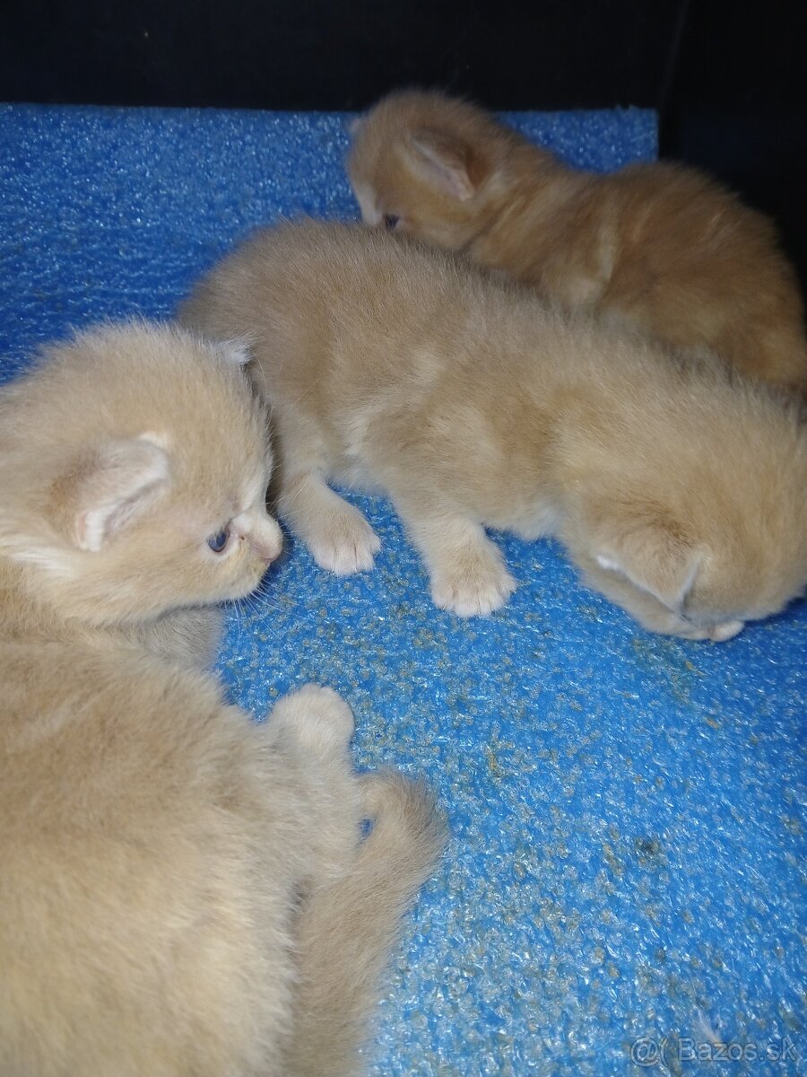 mainské mývalie mačiatka