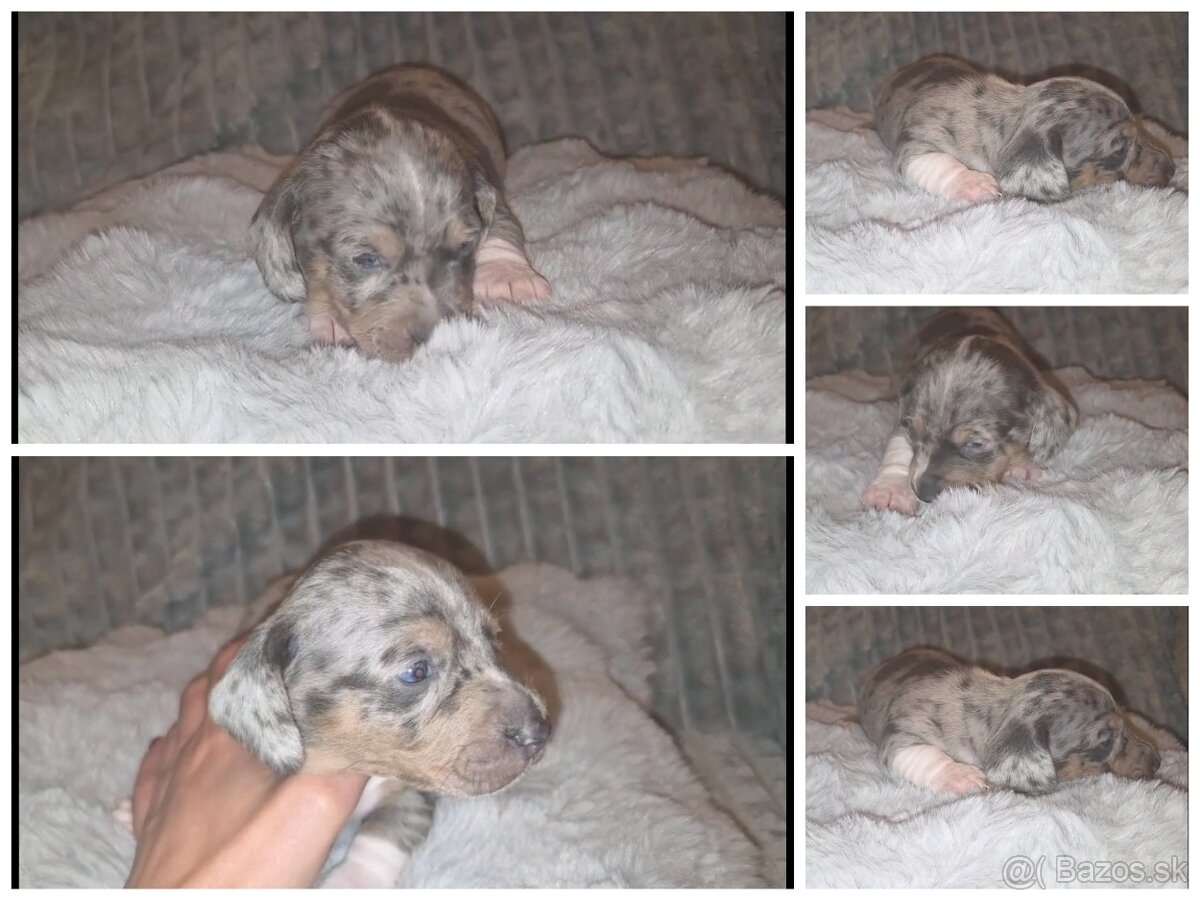 Krátkosrstý jazvečík trpasličí - šteniatka