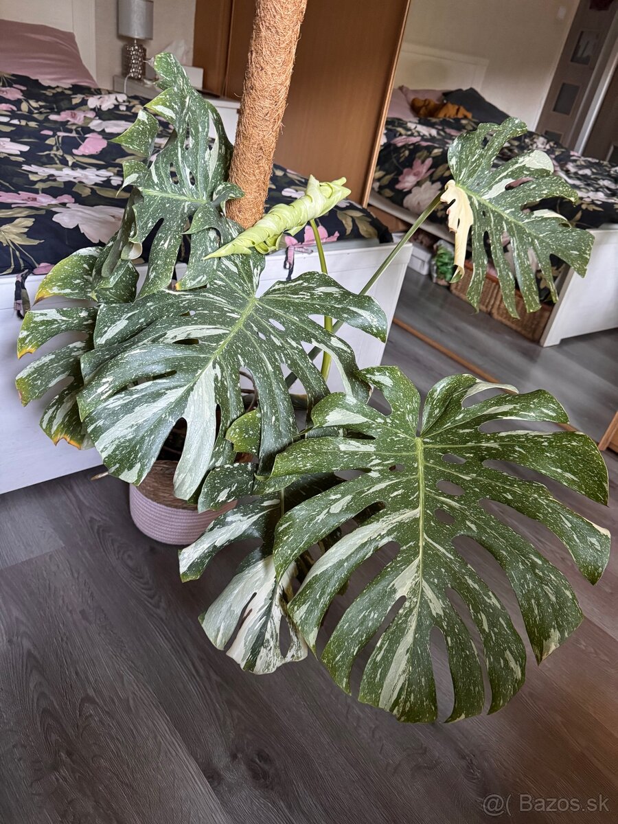 monstera thai velka