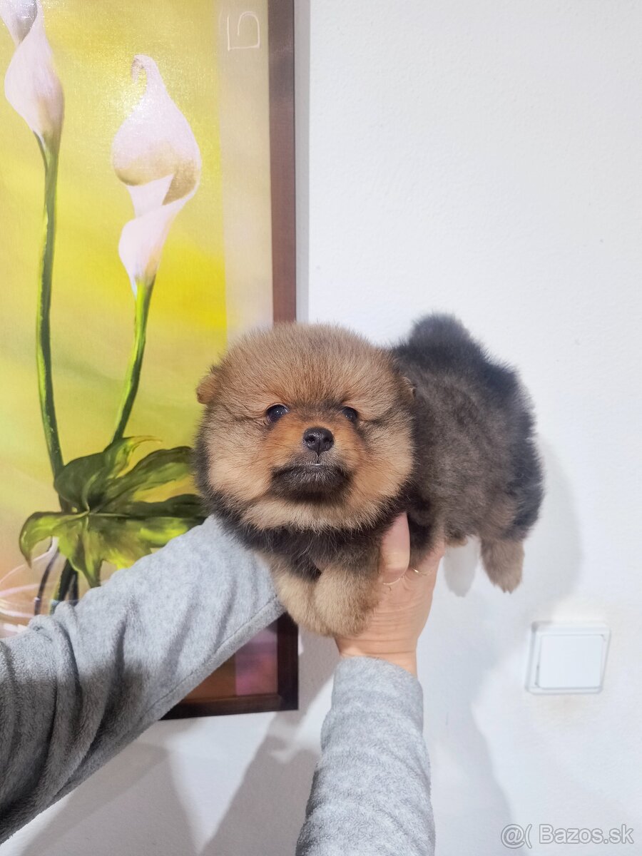 Špic typ pomeranian