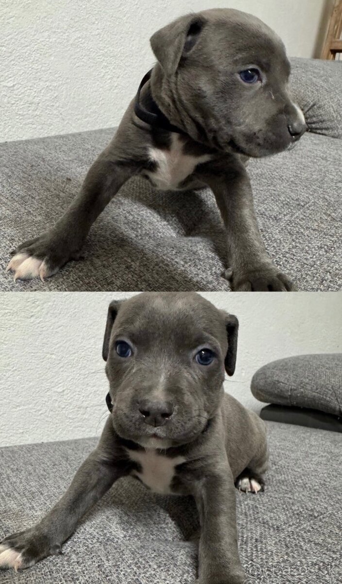 Americký stafordšírsky teriér