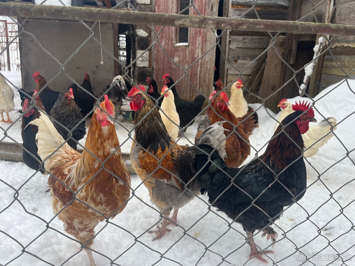 Predám mladych kohutov