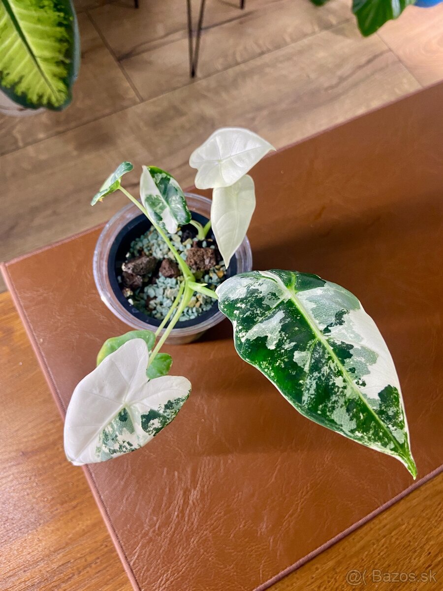 Predám rôzne izbové rastliny