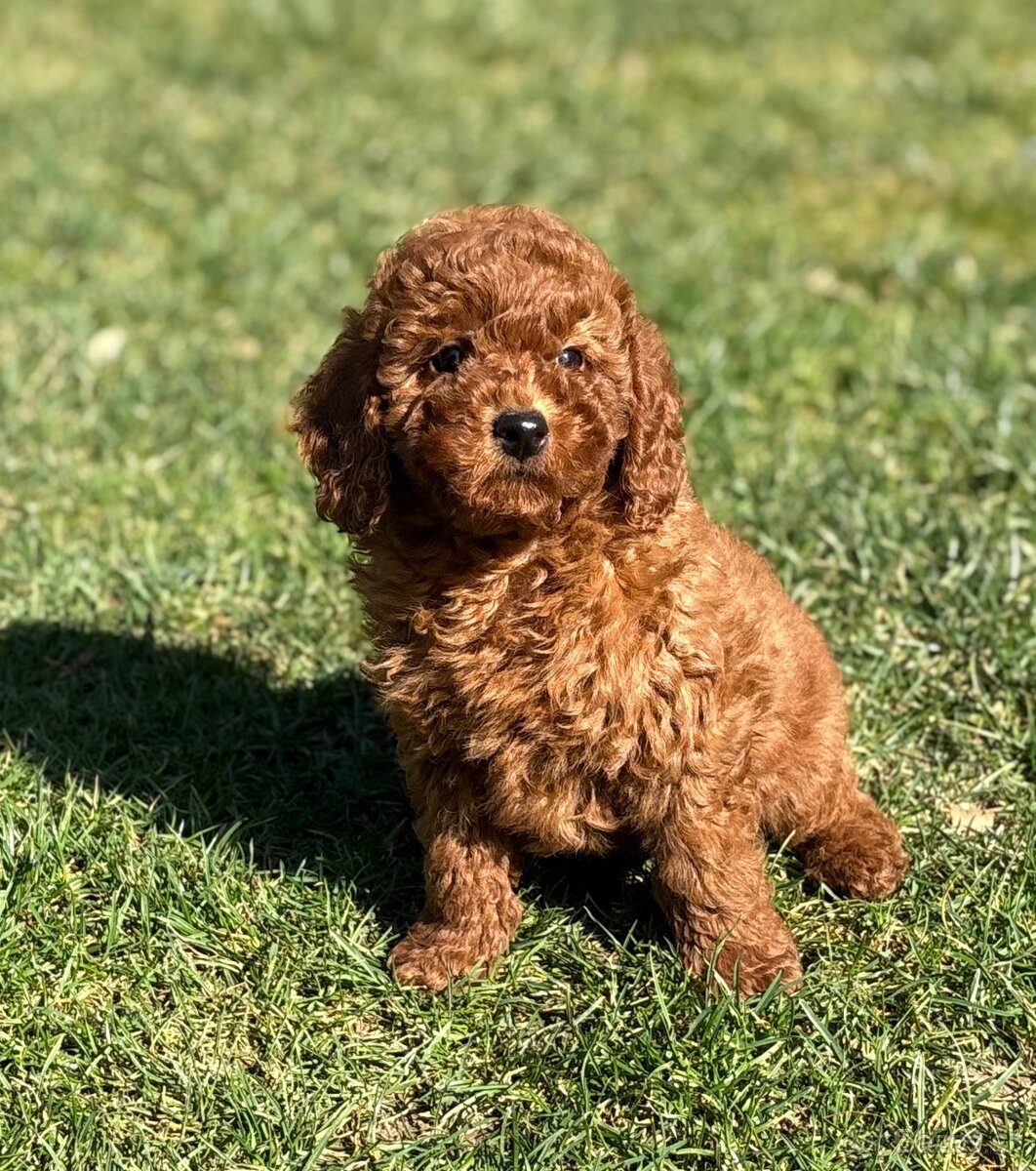 Pudel, pudlik toy / trpaslik