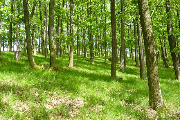 ✅NOVINKA✅ NA PREDAJ PODIELY V URBÁRI KRÍŽE, OKRES BARDEJOV