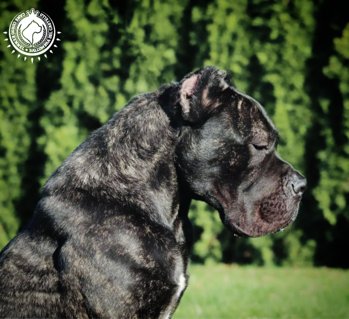 Cane corso