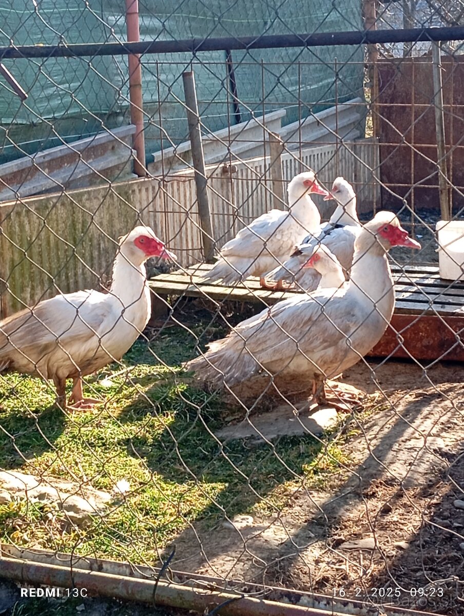 Kačica