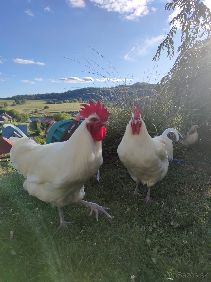2 Priateľské kohúty na predaj