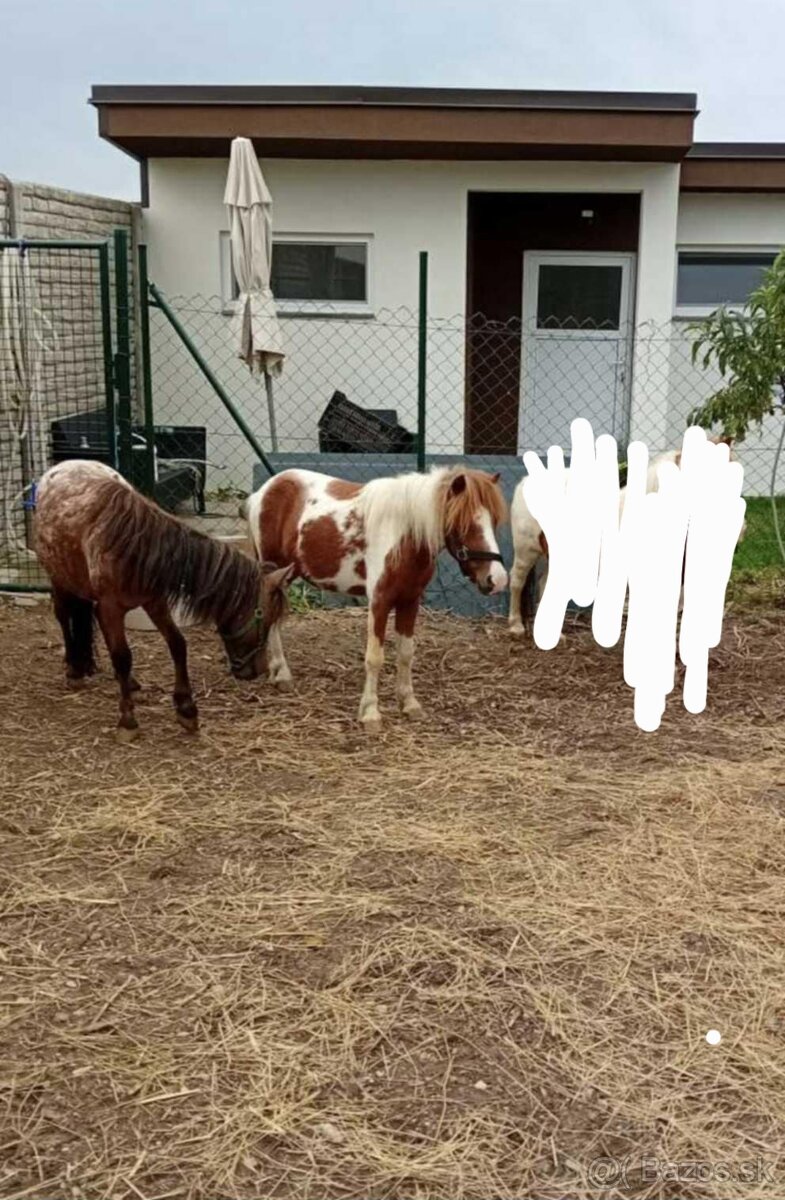 Poníky