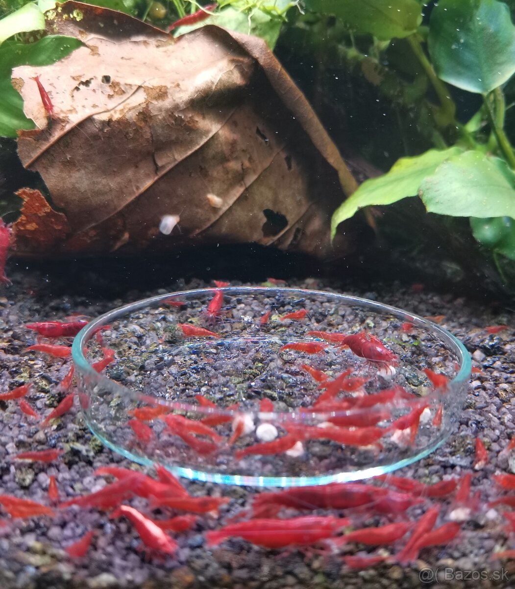 Krevetky žlté, modré, červené a rilli