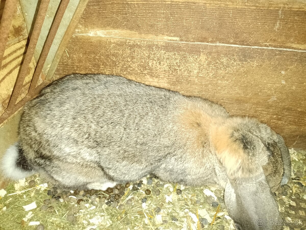 Samica francúzskeho barana.