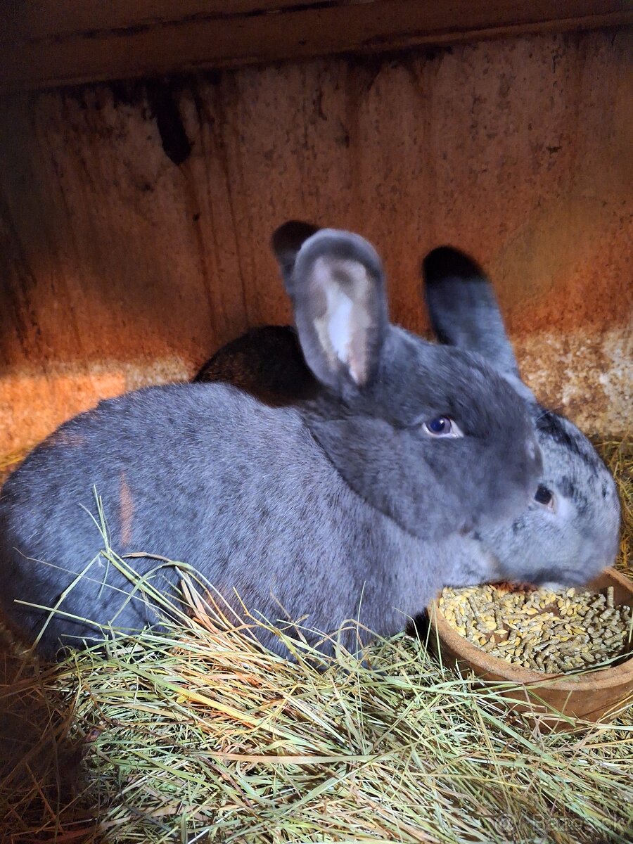 Králik viedenský modrý