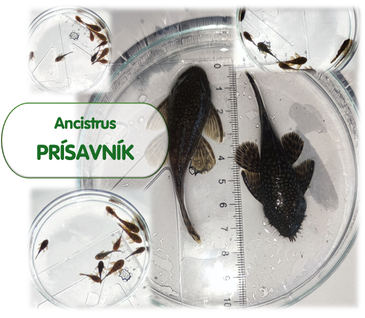 Prísavník - Ancistrus – párik + malé rybky