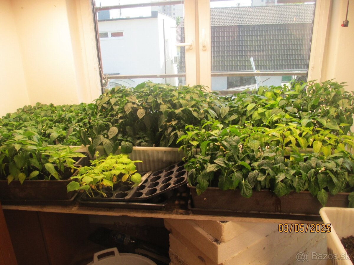 predam plantu, priesady