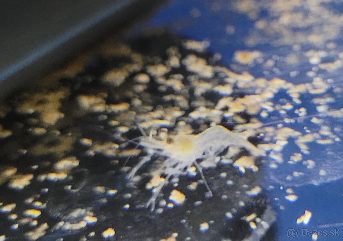 Krevety macrobrachium dayanum