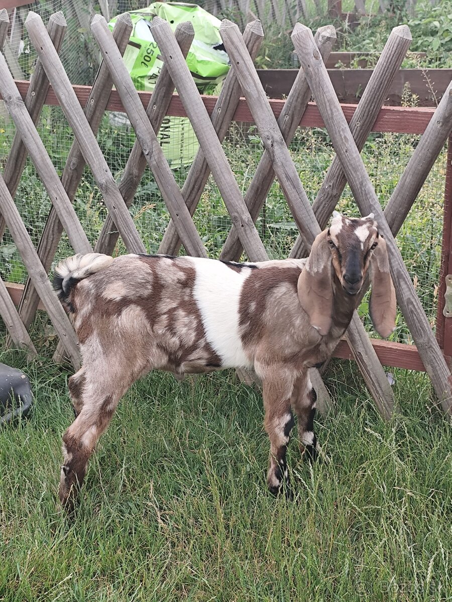 Anglonubijska capko AN