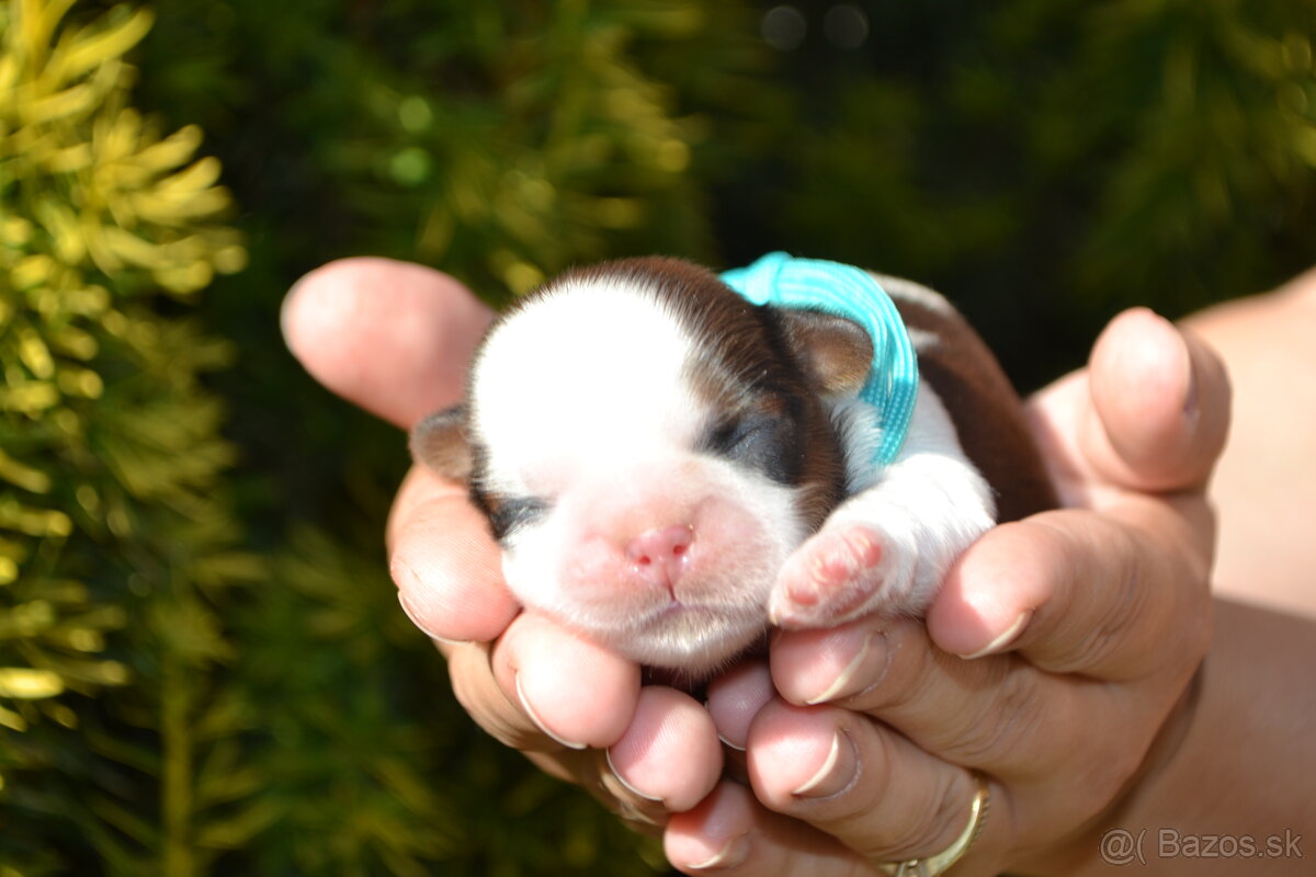 Shih-tzu s PP (šicu, shihtzu, shih tzu )