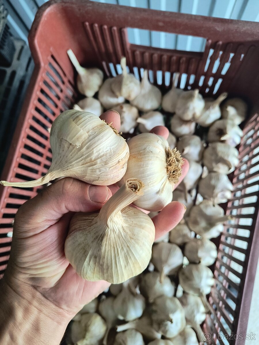 Cesnak