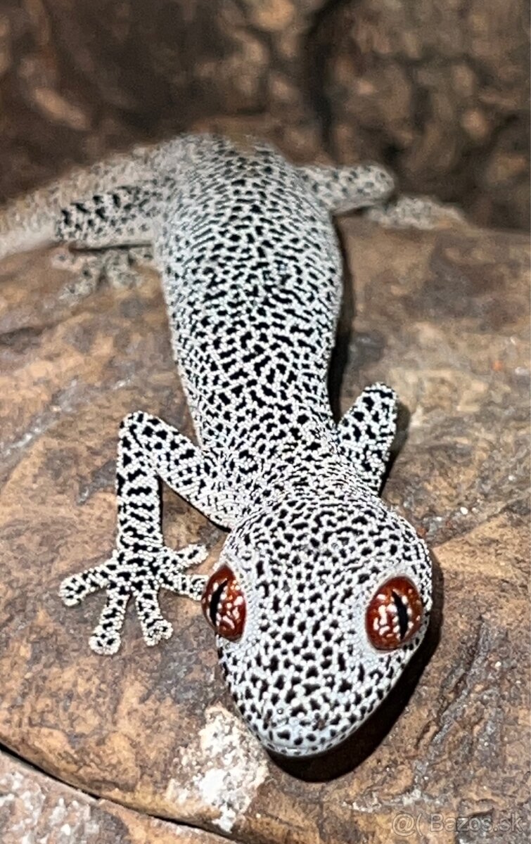 Strophurus taenicauda - chovné trio