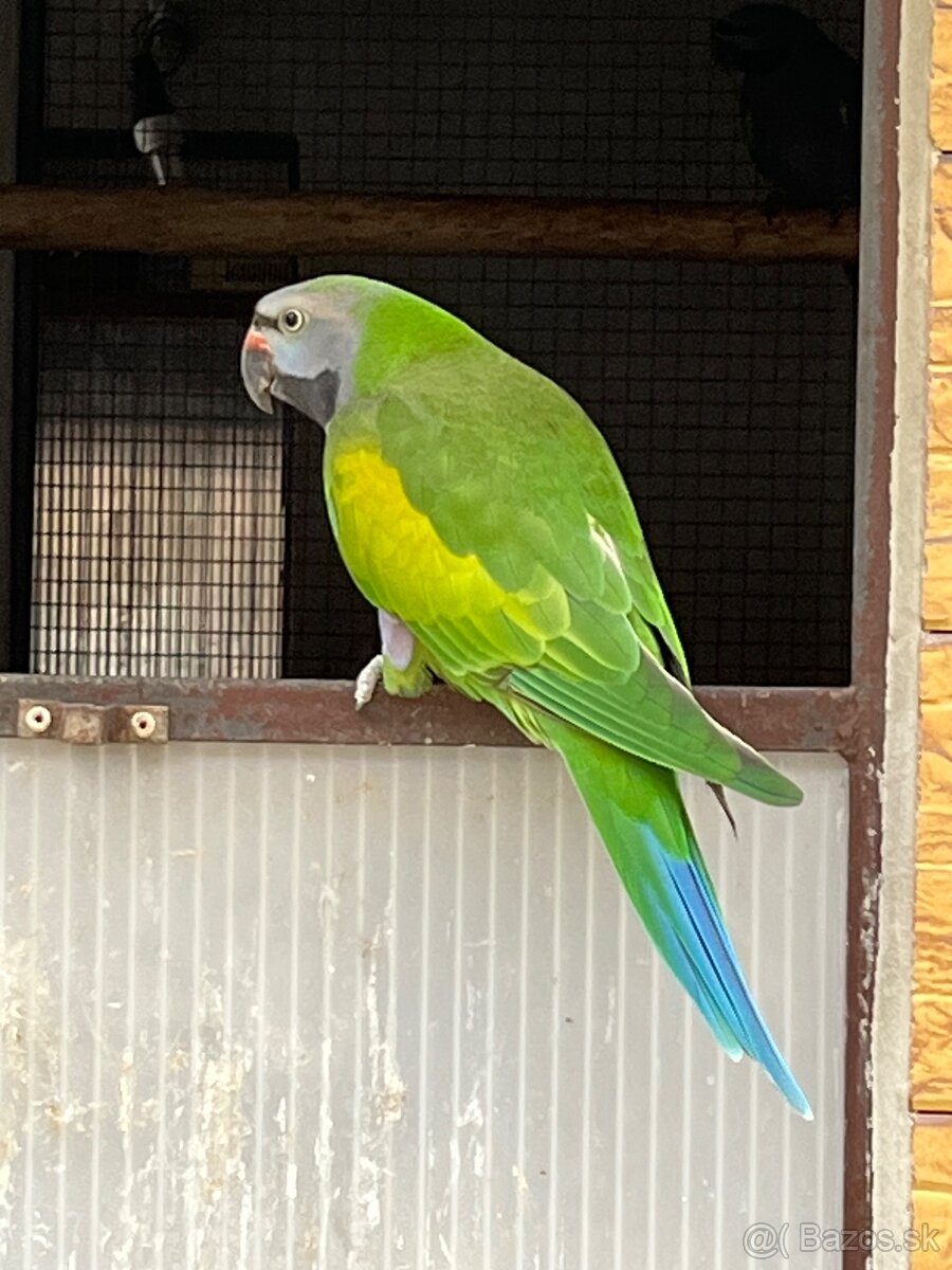 Predám Alexandre …