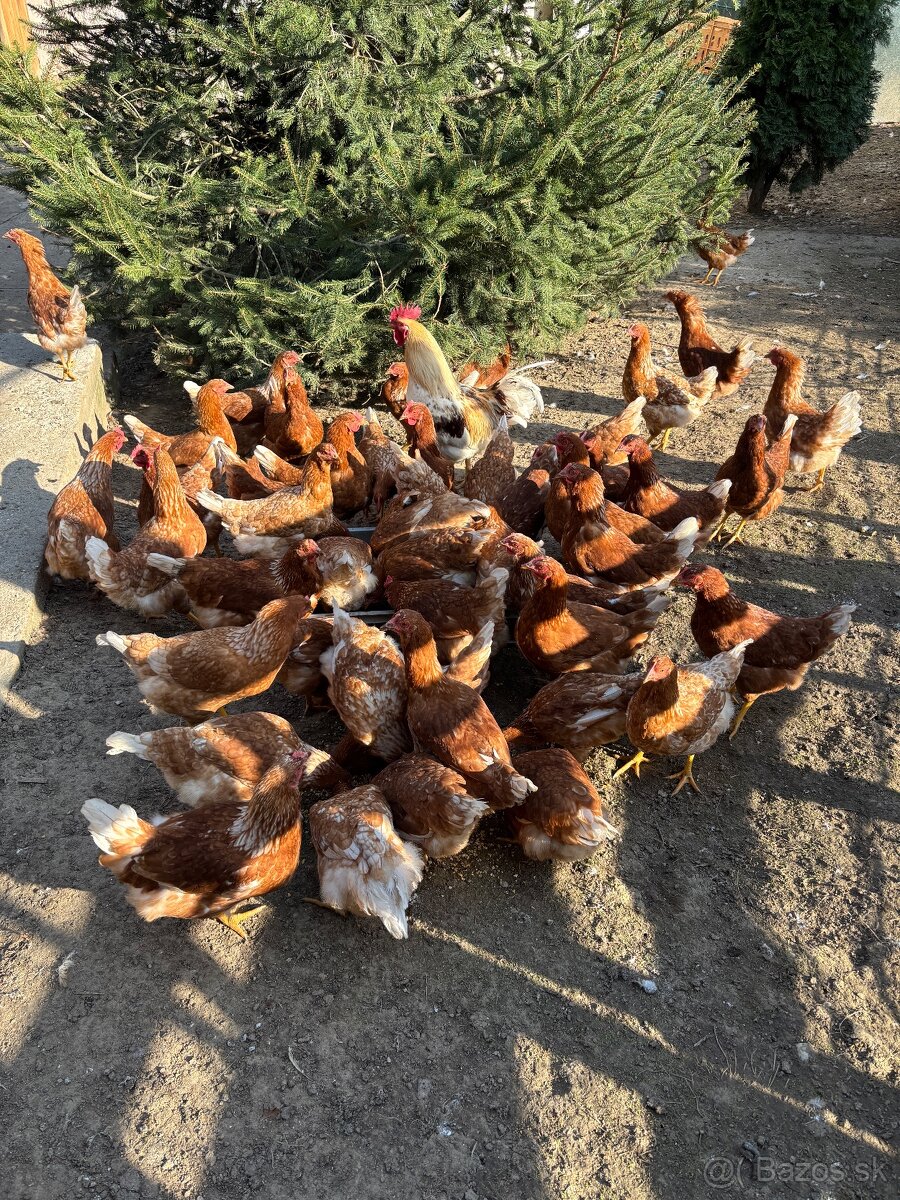 Vysokoznáškové nosnice / mládky