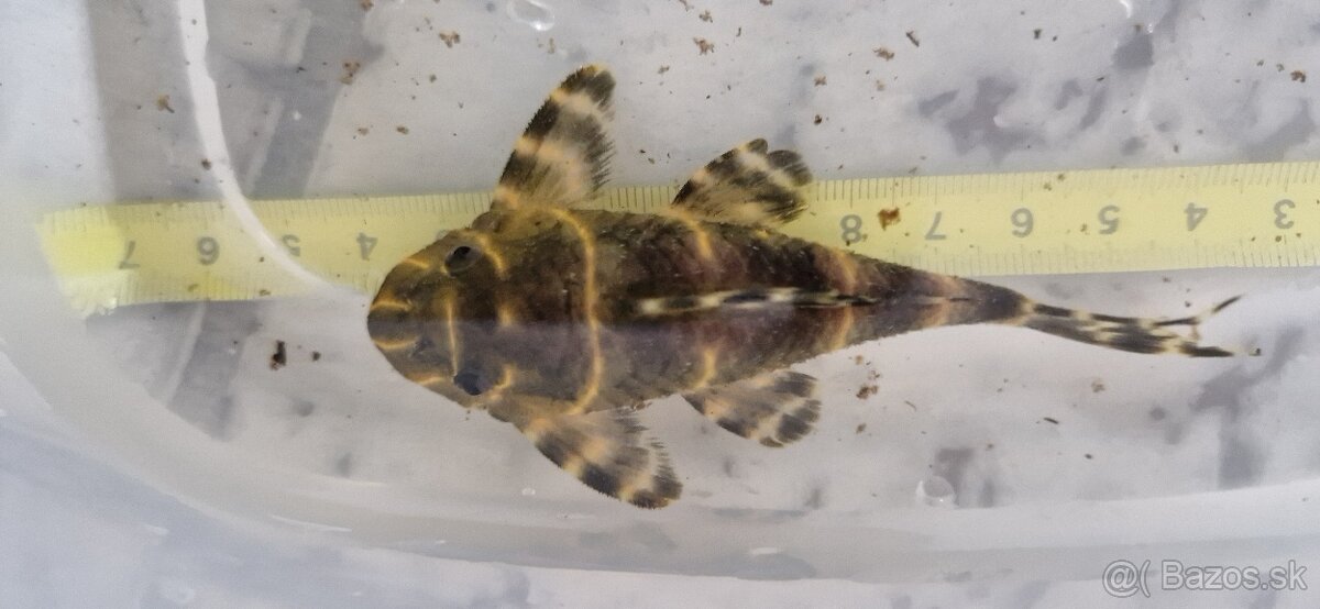 L204 panaqolus albivermis