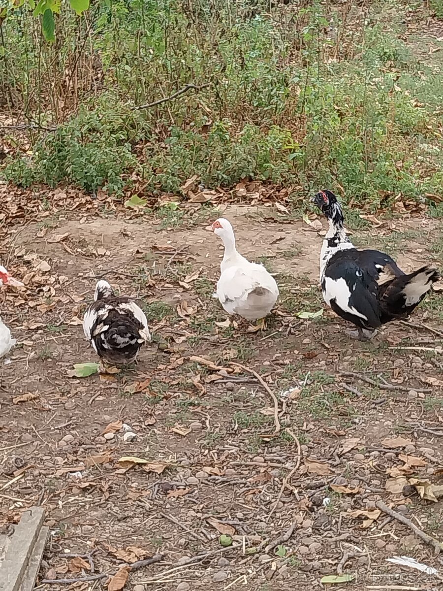 Kačica