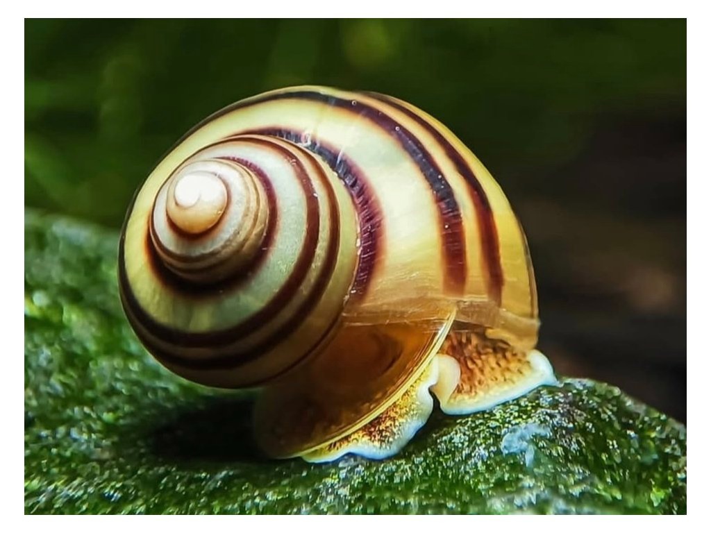 Ampularia mini