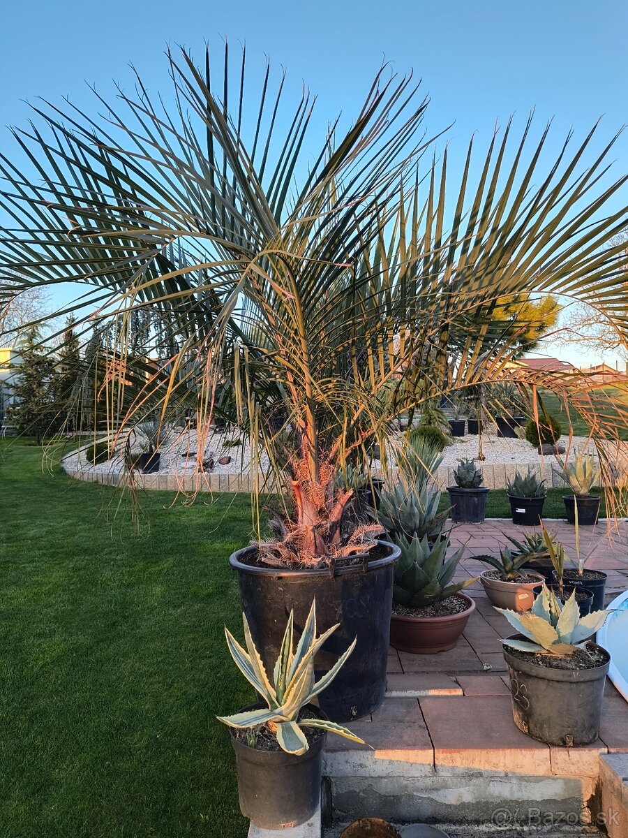 Butia eriospatha