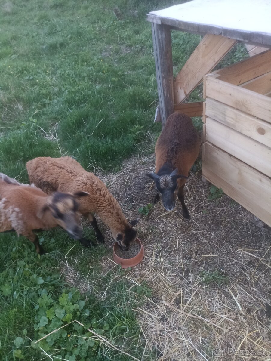 Kamerunský baran VÝMENA